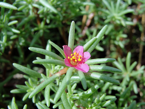 Portulaca pilosa